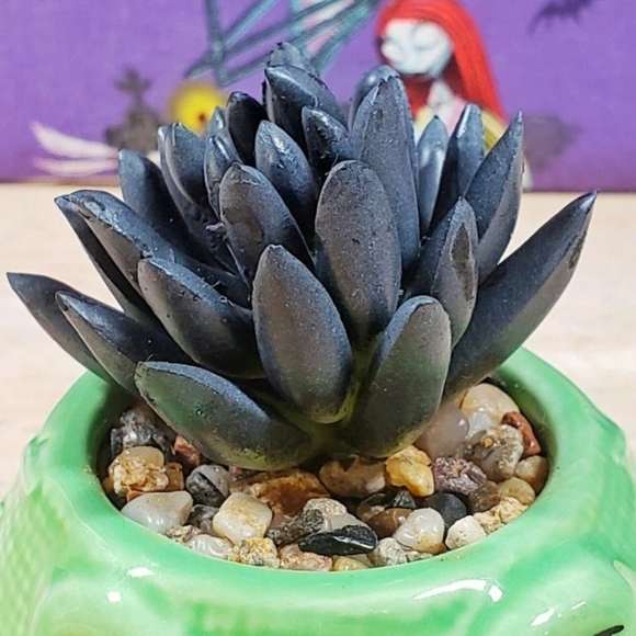 Disney Nightmare Before Christmas Oogie Boogie 3.75" Mini Succulent Plant New - Picture 7 of 8